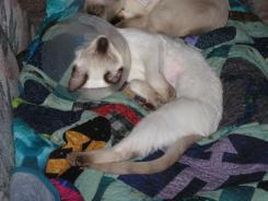 more kittens